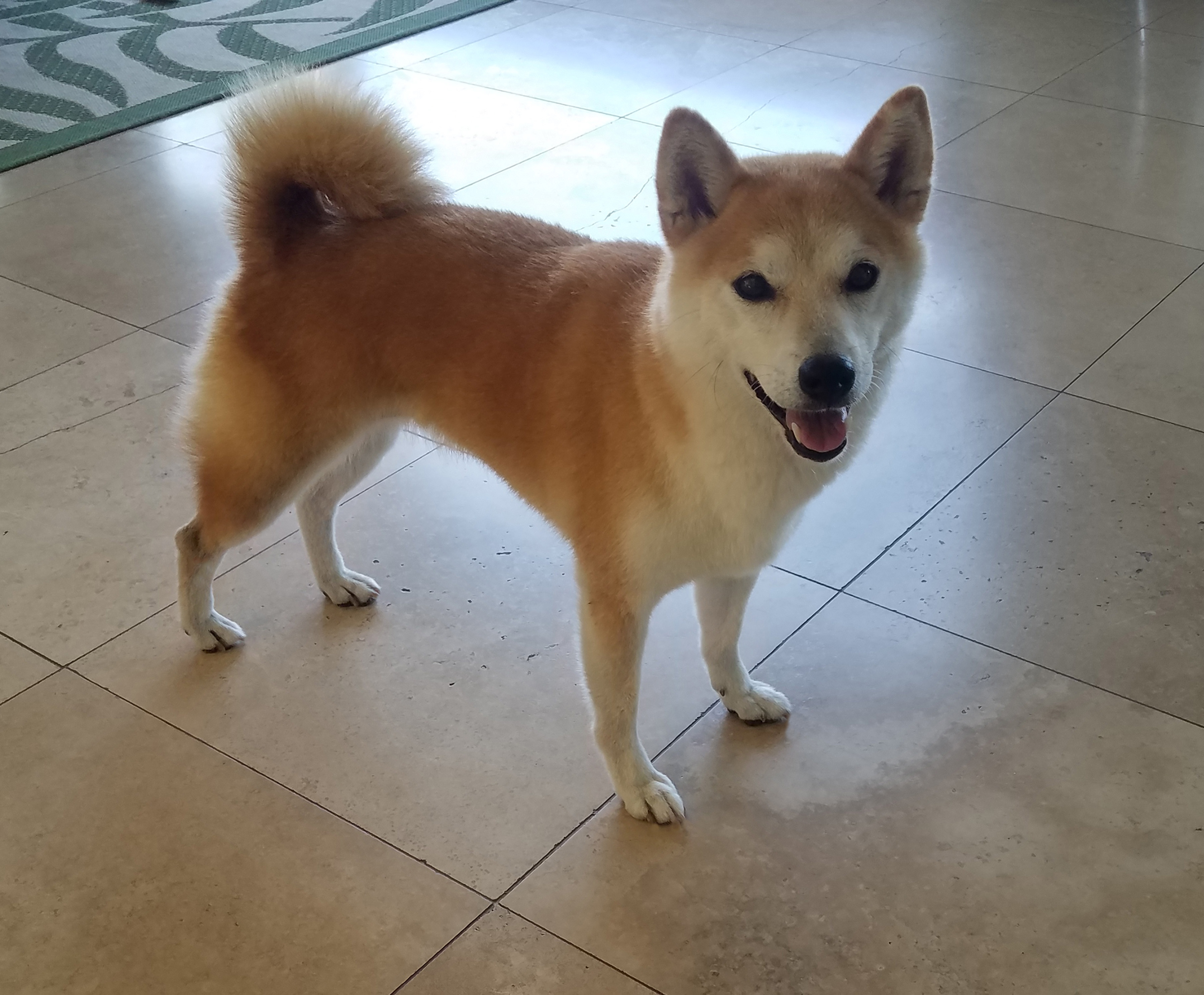 A shiba inu poses for the photo. It is inside a house standing on tiled floors.