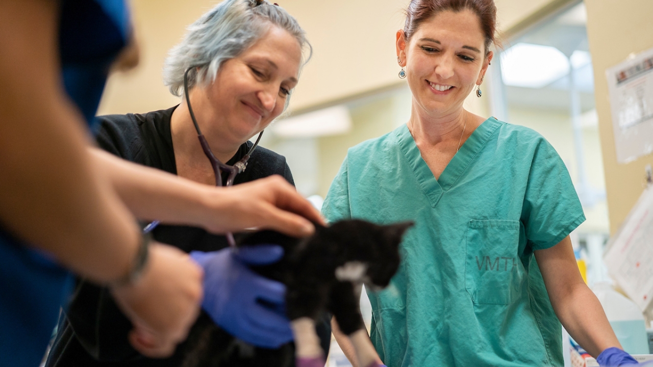 Dusty Spencer, VCA veterinarian and Jamie Peyton, chief of the Integrative Medicine Service at the UC Davis Veterinary Medical Teaching Hospital treats a kitten that was burned in the Camp Fire that devastated Butte County.
