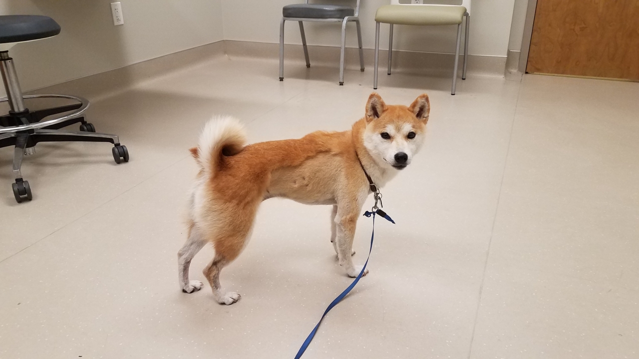 A shiba inu with shaved fur poses for the photo while on a leash. The dog is in a veterinarian's office.